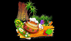 Celebrating Thai Pongal: A Harvest Festival of Gratitude and Prosperity
